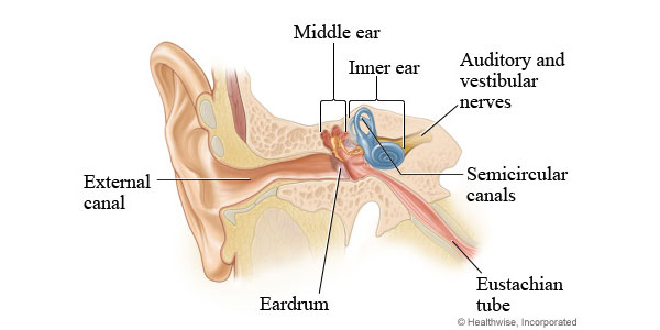 PDF) The endocrine system, vertigo and balance