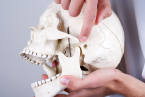 a physiotherapist points to where lock jaw TMD TMJ can occur in human jaw bone