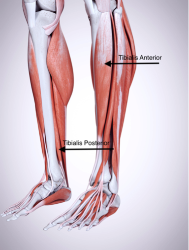 Lower Leg showing all muscles with labels at the Tibialis Anterior and Tibialis Posterior where one experience shin splints.